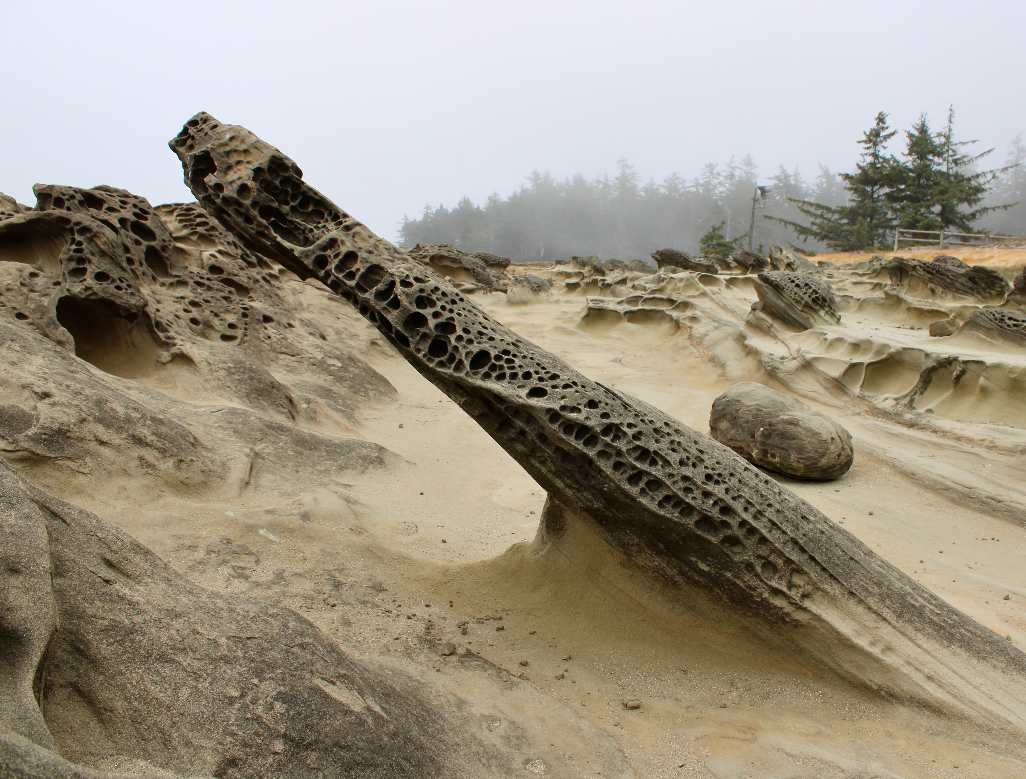 Eroded sandstone formations with distinctive honeycomb weathering patterns in a barren landscape, with trees and fog visible in the background.