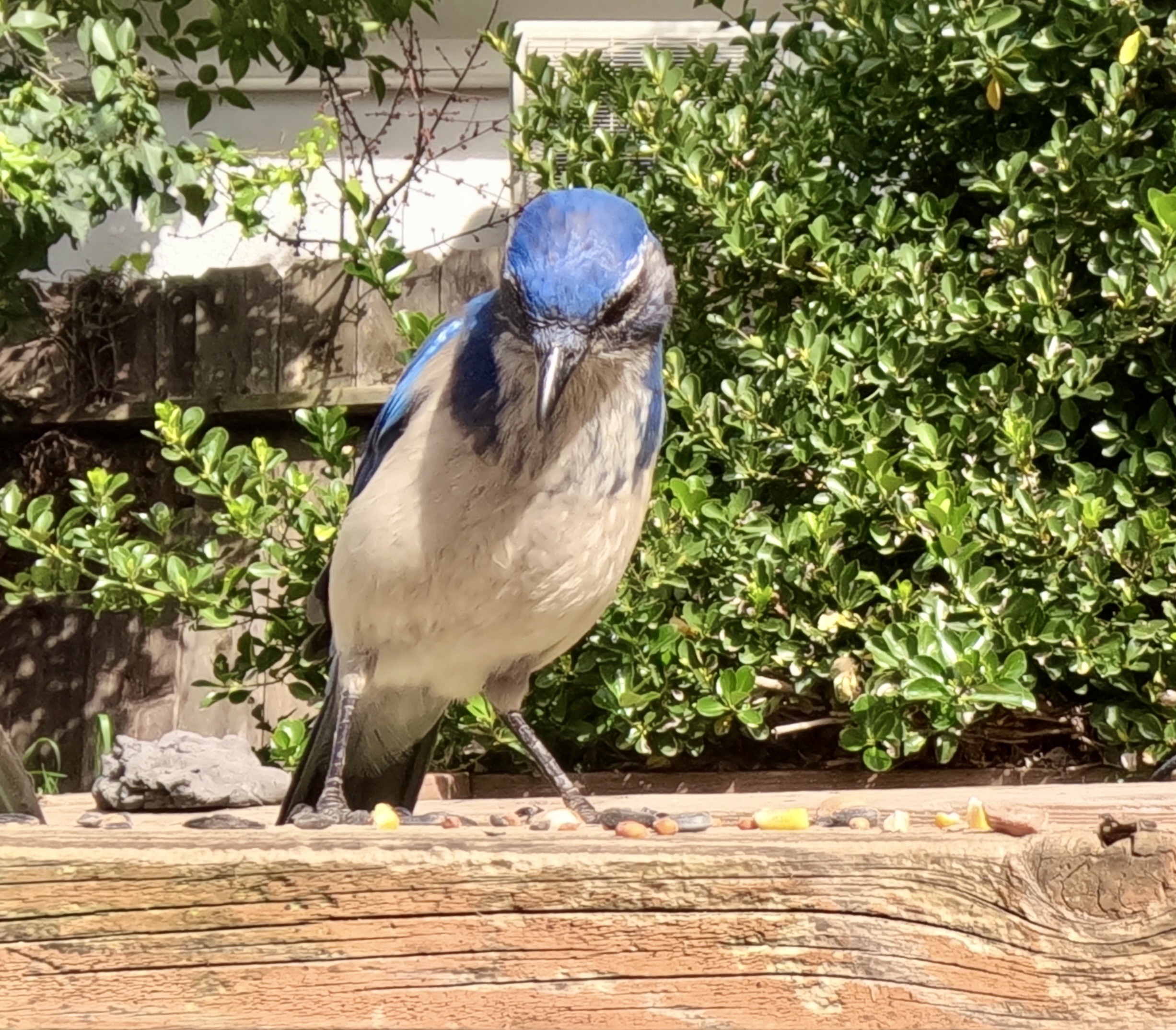 Close-up of a blue-and-gray scrub jay standing on a wooden railing with scattered birdseed and green shrubbery in the background.