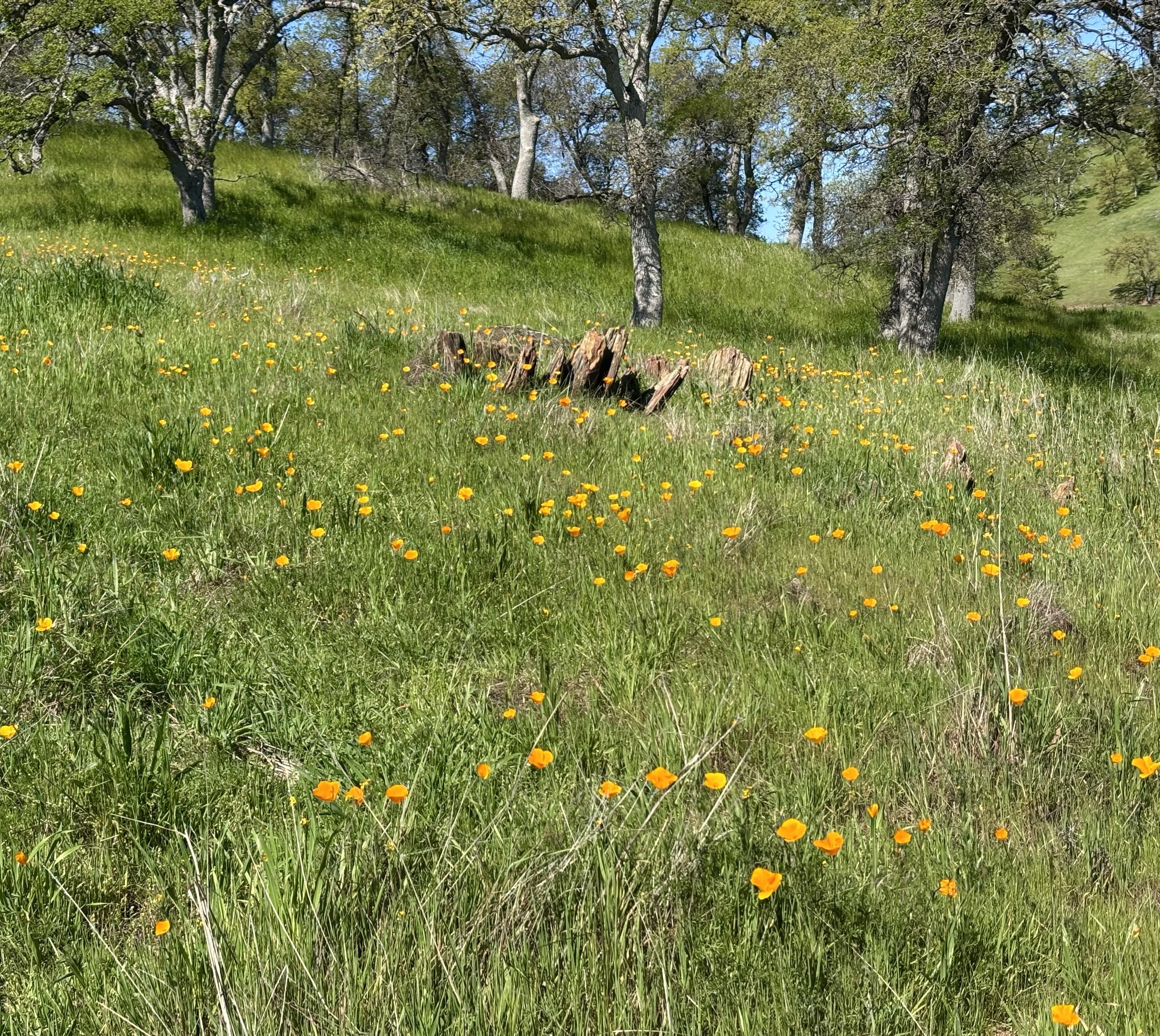 A vibrant green field filled with bright orange flowers, likely California poppies, surrounded by trees and a large piece of weathered wood. The scene is bathed in sunlight, creating a lush and inviting landscape.