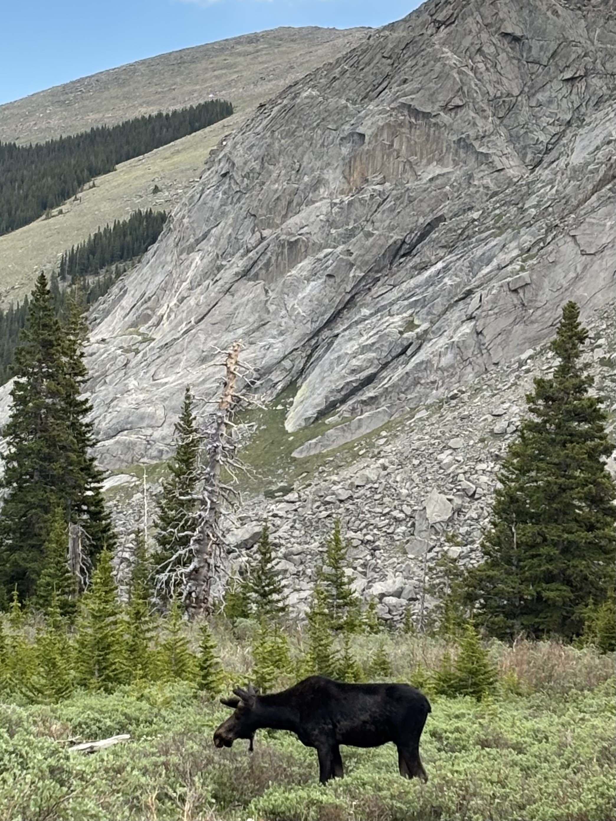 A moose grazing in a mountain meadow below a rocky cliff and pine trees.