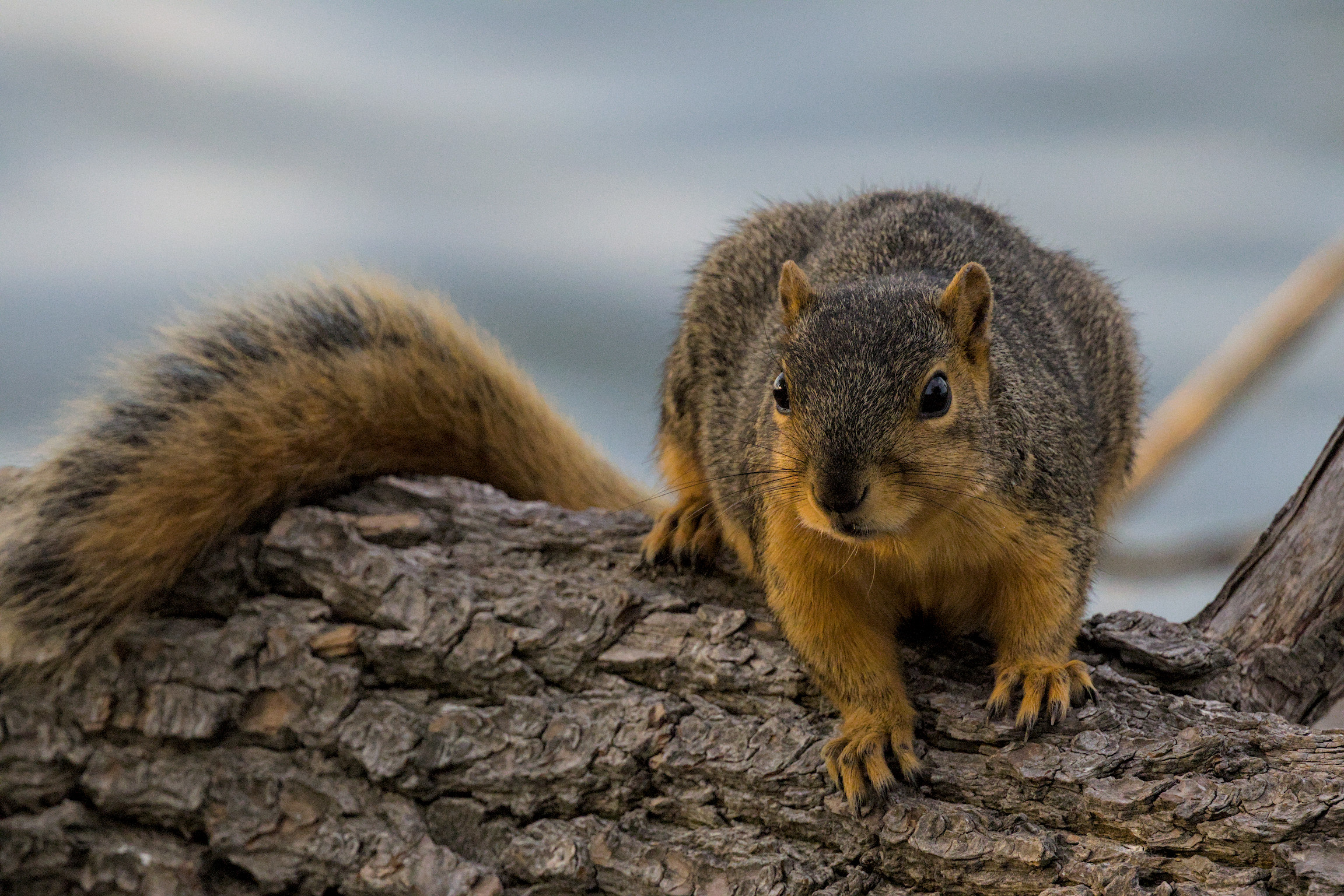 Fox squirriel
