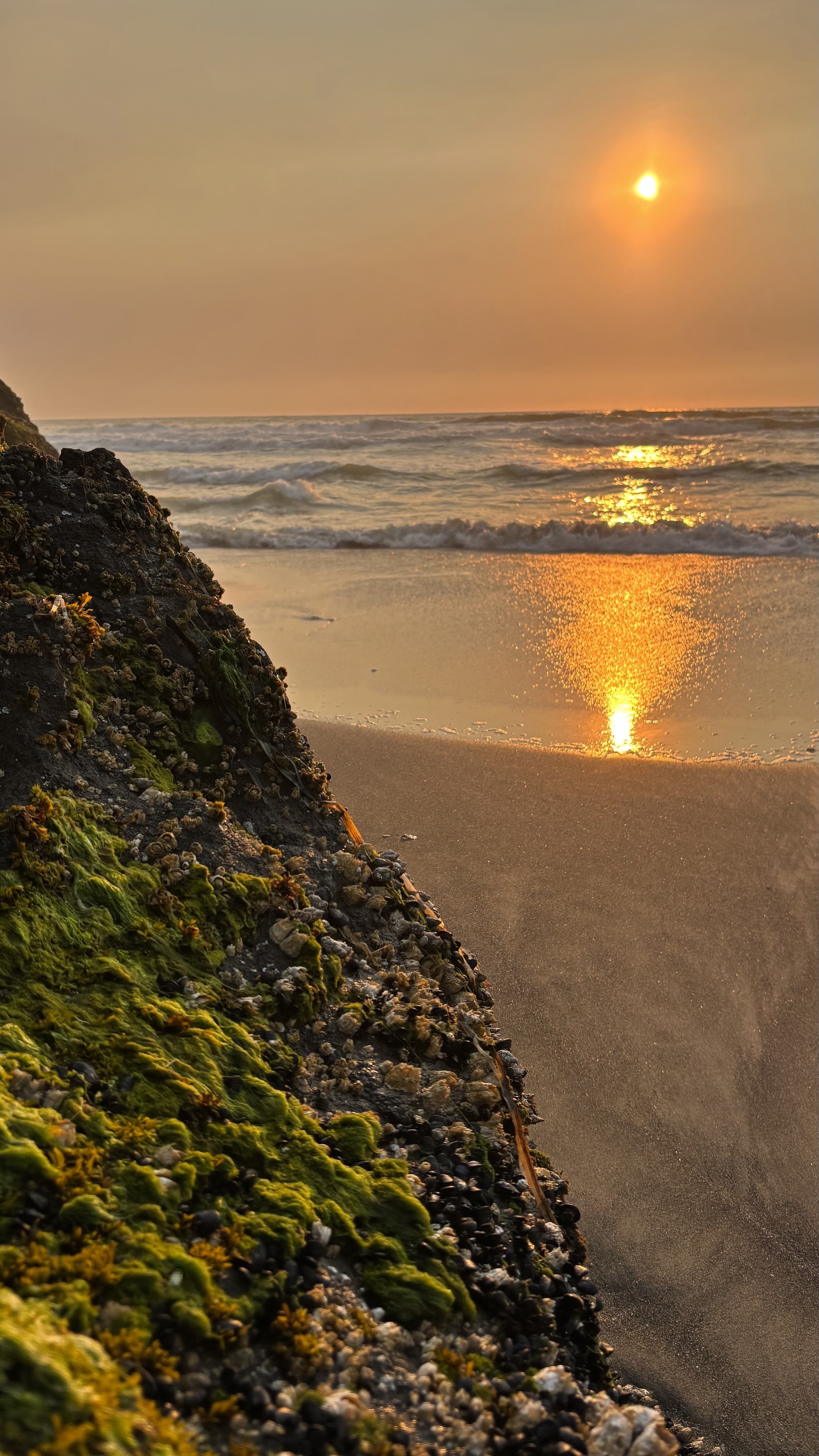 A rocky beach scene at sunset, featuring a shoreline with gentle waves. The foreground shows a rock covered in green moss and barnacles, while the sun reflects off the water, creating a warm, golden glow.