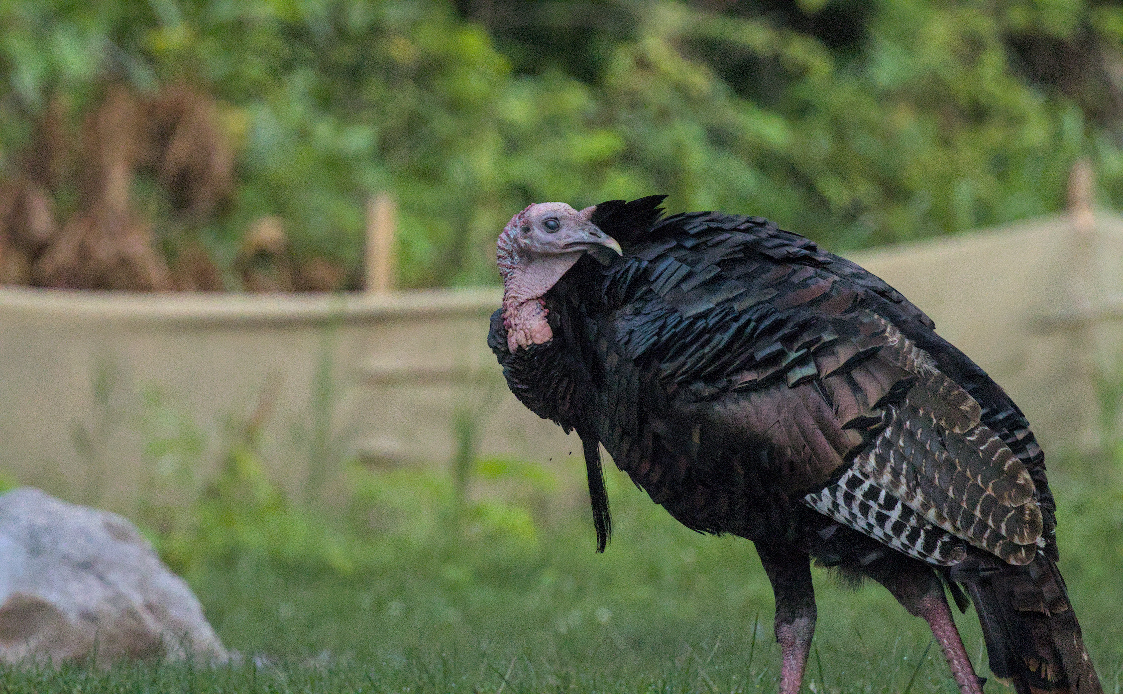 american turkey