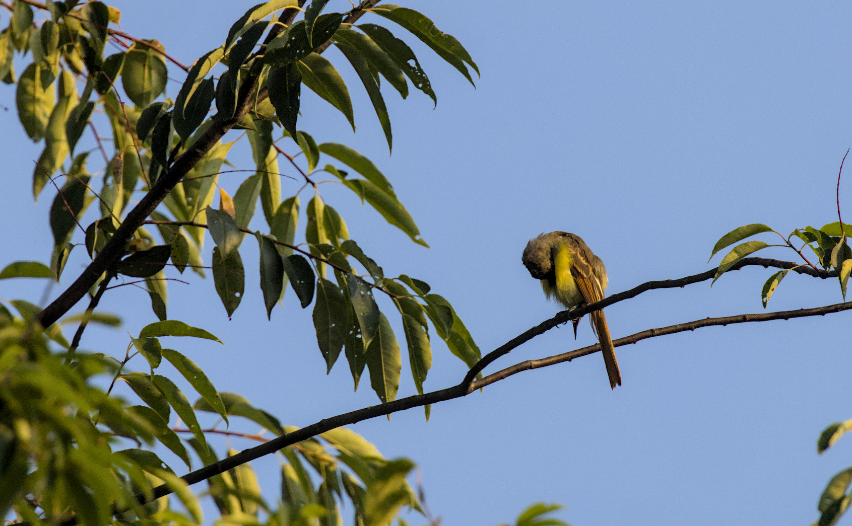 great crested flycatcher