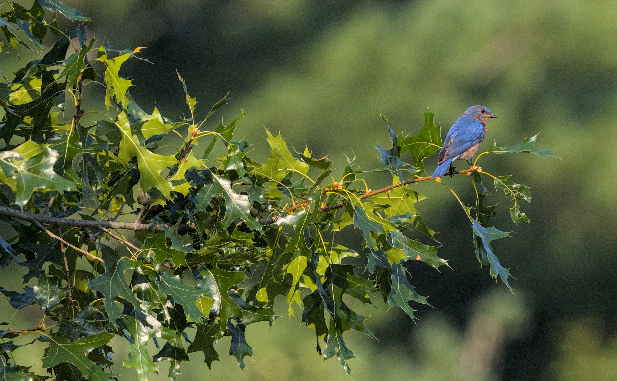 eastern bluebird