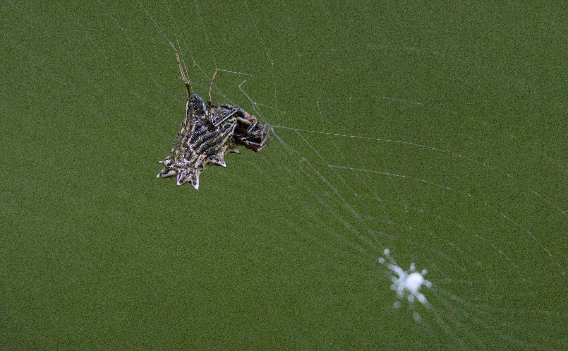 spined micrathena