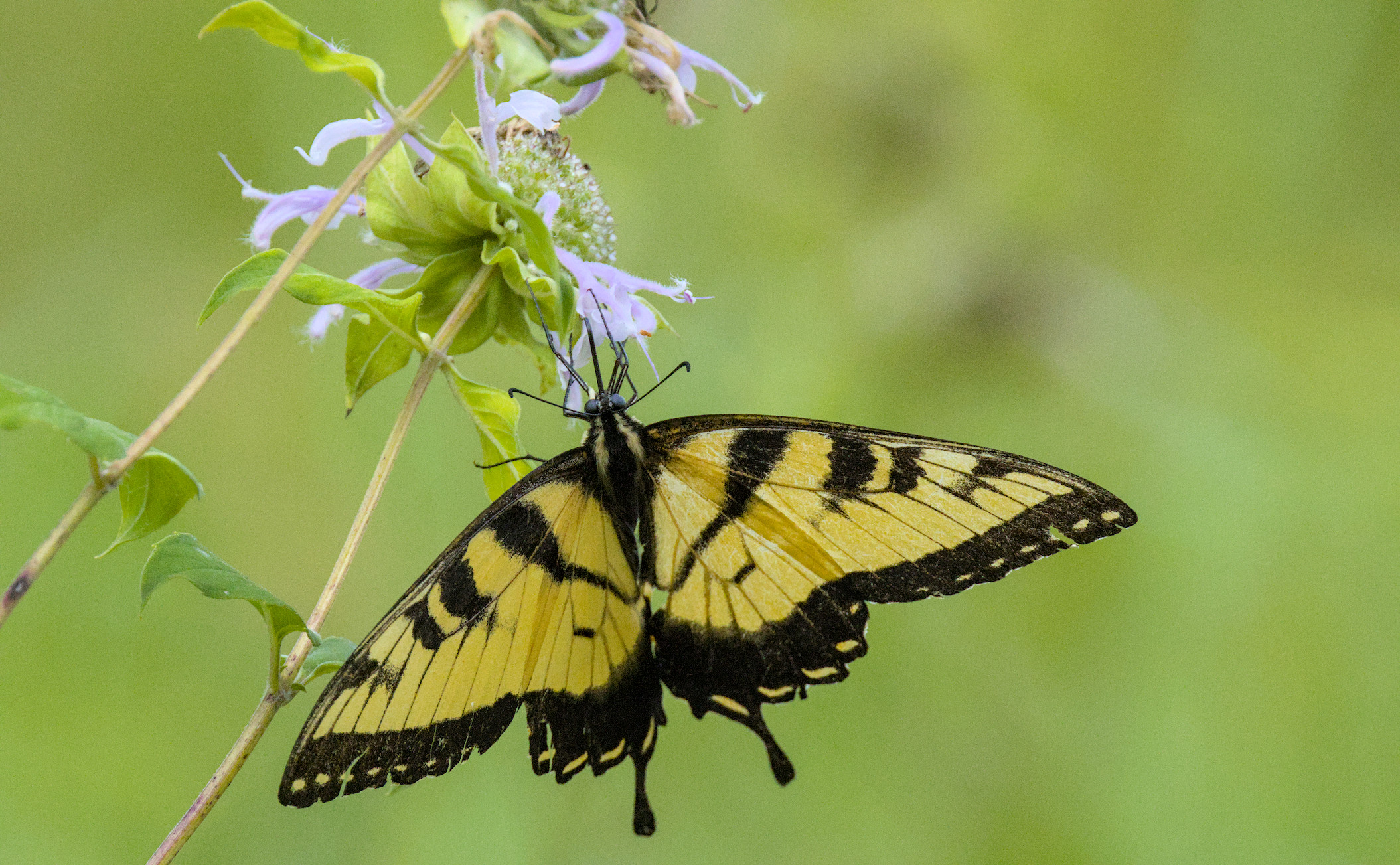 I think a male Eastern tiger swallowtail butterfly
