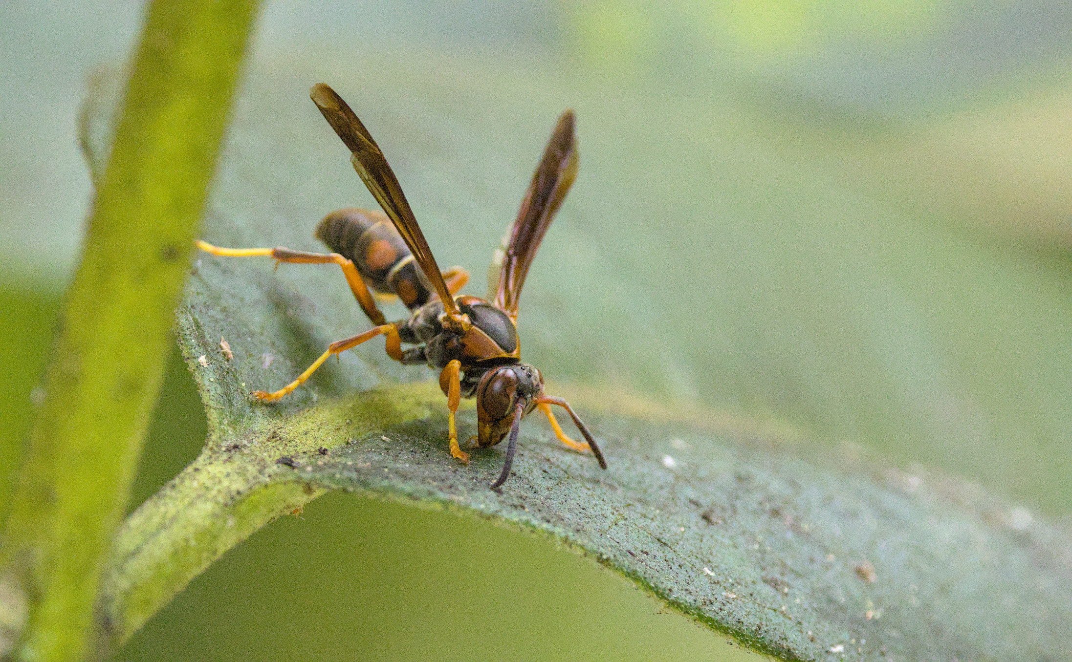 common paper wasp
