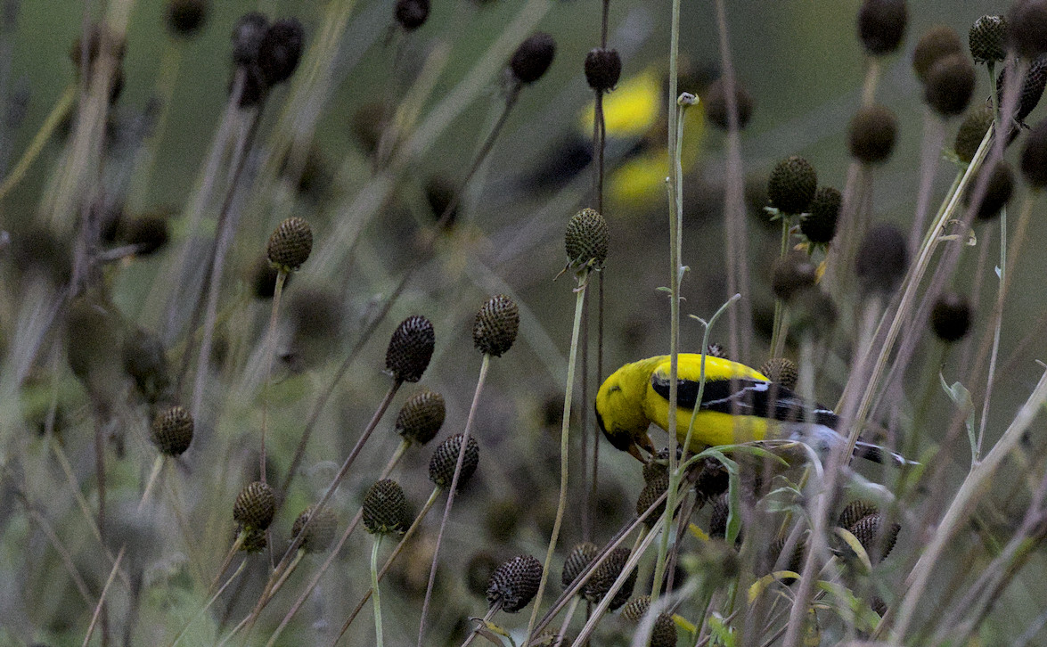 a common goldfinch eating seeds of, I think Rudbeckia hirta