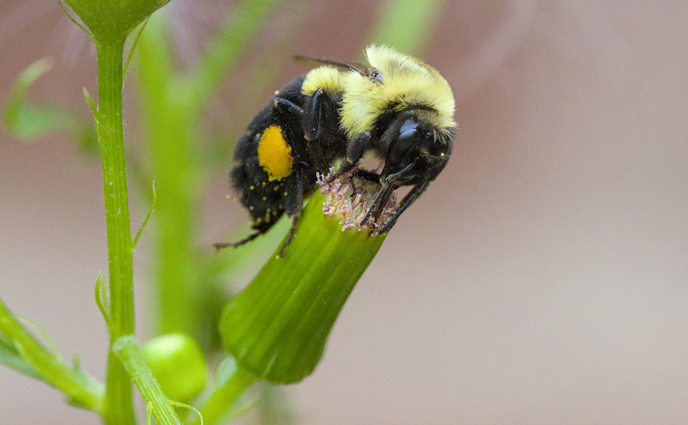 a common eastern bumblebee