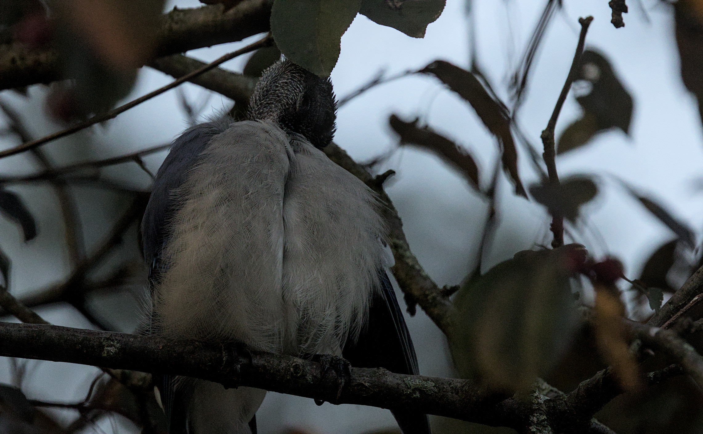 a blue jay with no head feathers due to a normal, healthy, catastrophic molt