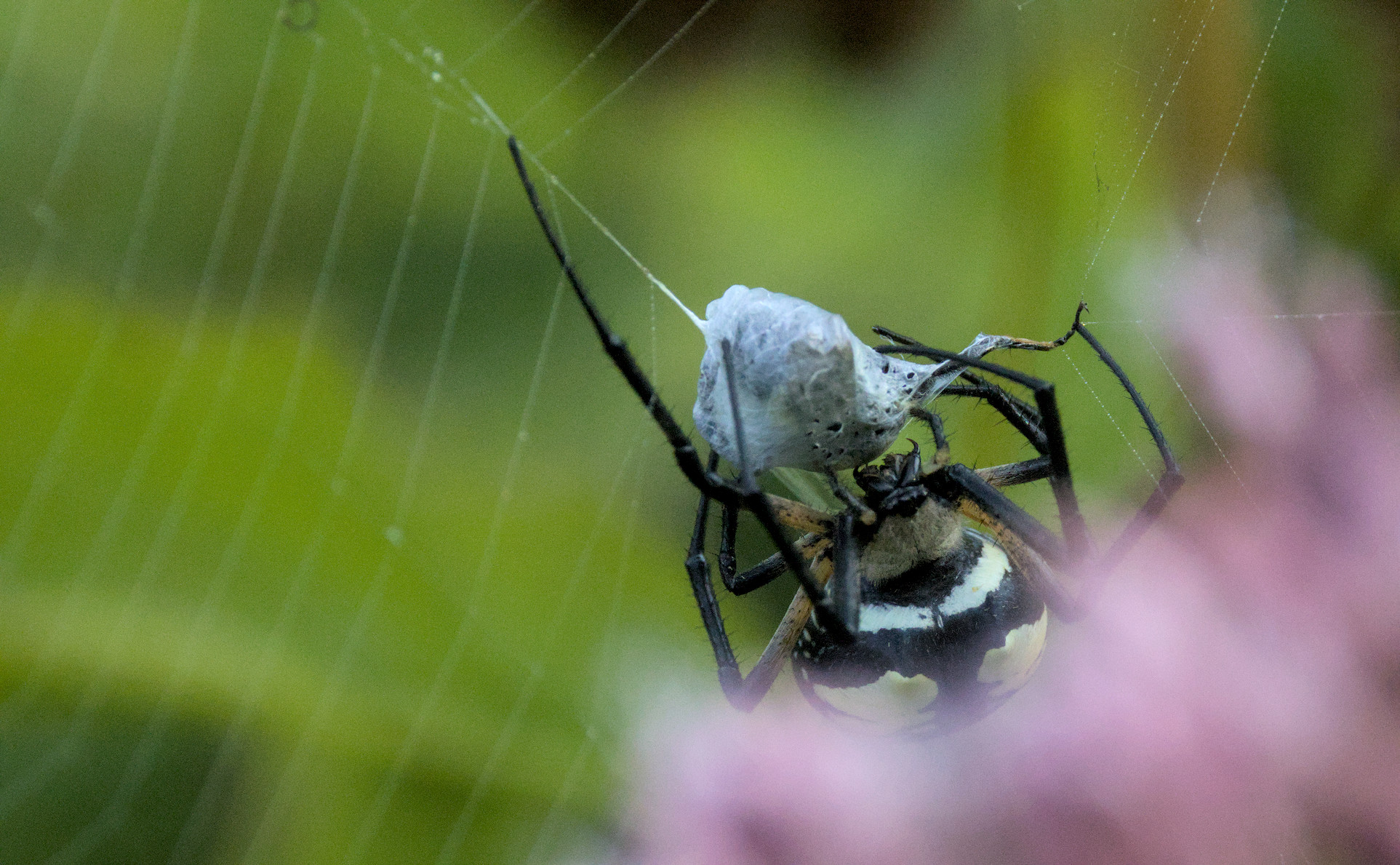 A Black and yellow garden spider that caught a Common bumble bee.

There are small holes in the silk from several bites.