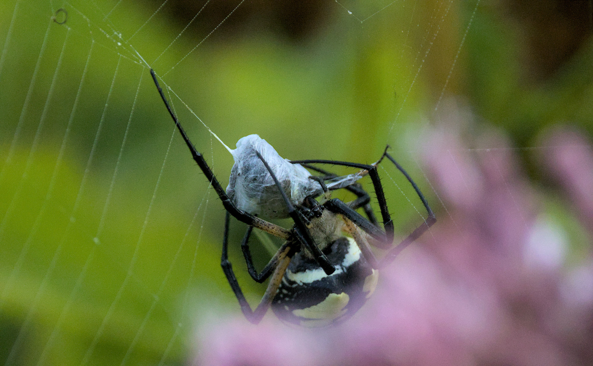 A Black and yellow garden spider that caught a Common bumble bee.

There are small holes in the silk from several bites.
