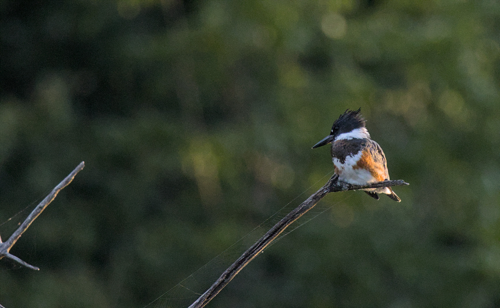 belted kingfisher