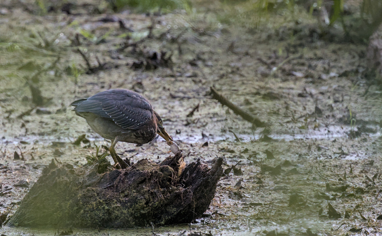 green heron
