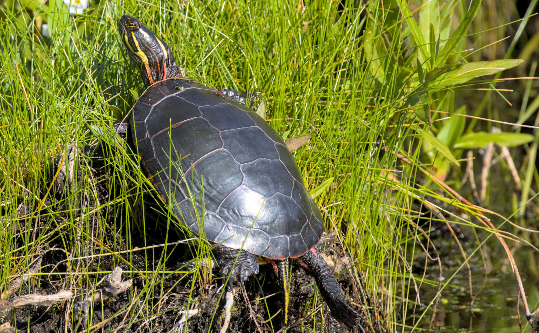 painted turtle