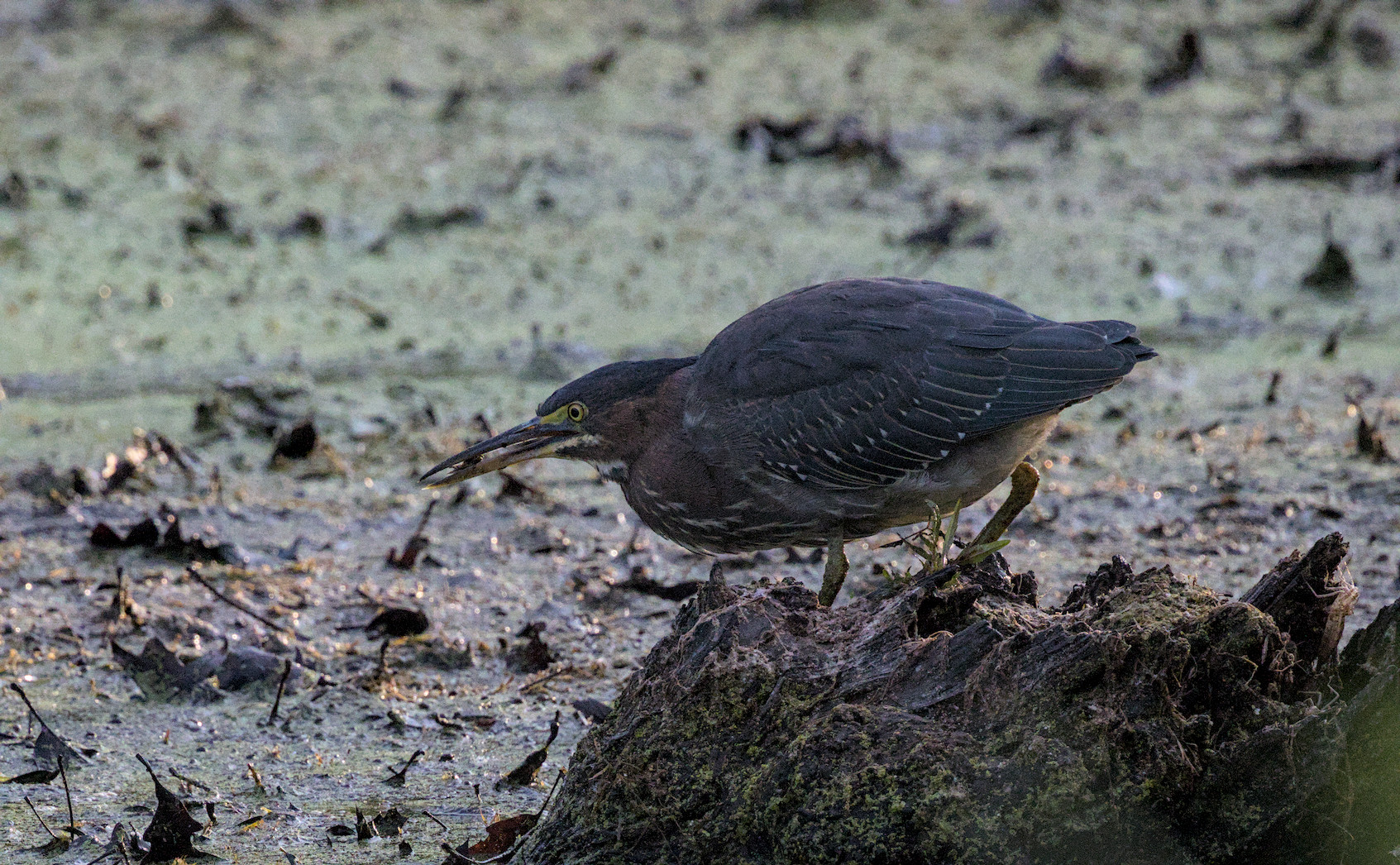 green heron