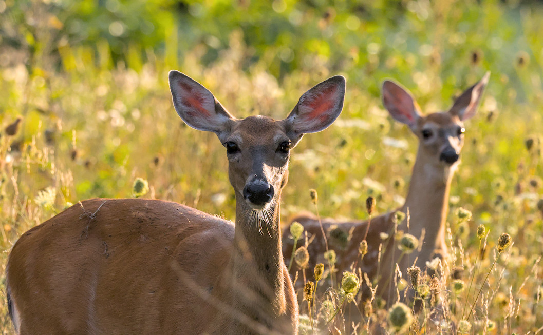 some white tailed deer I think