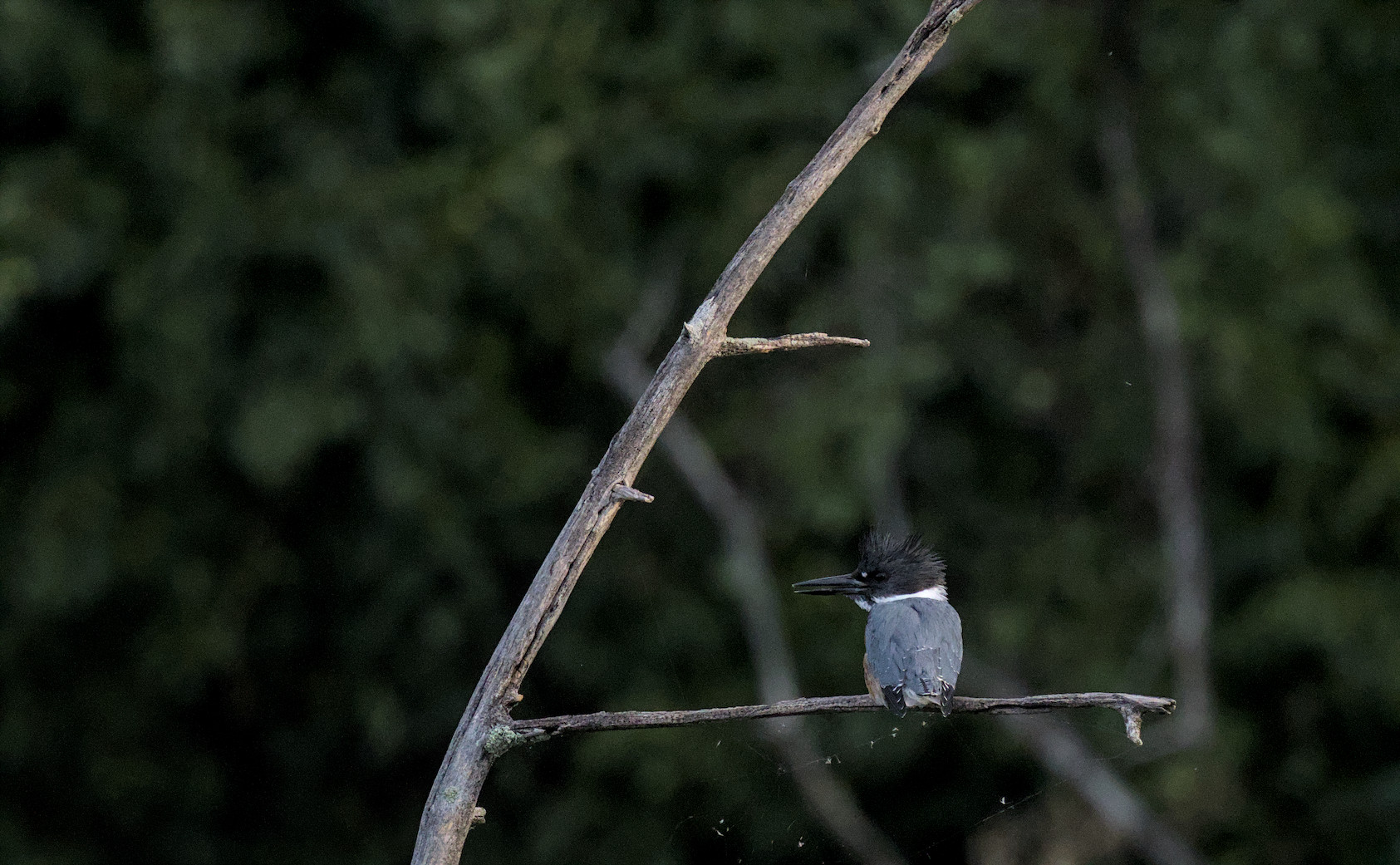belted kingfisher