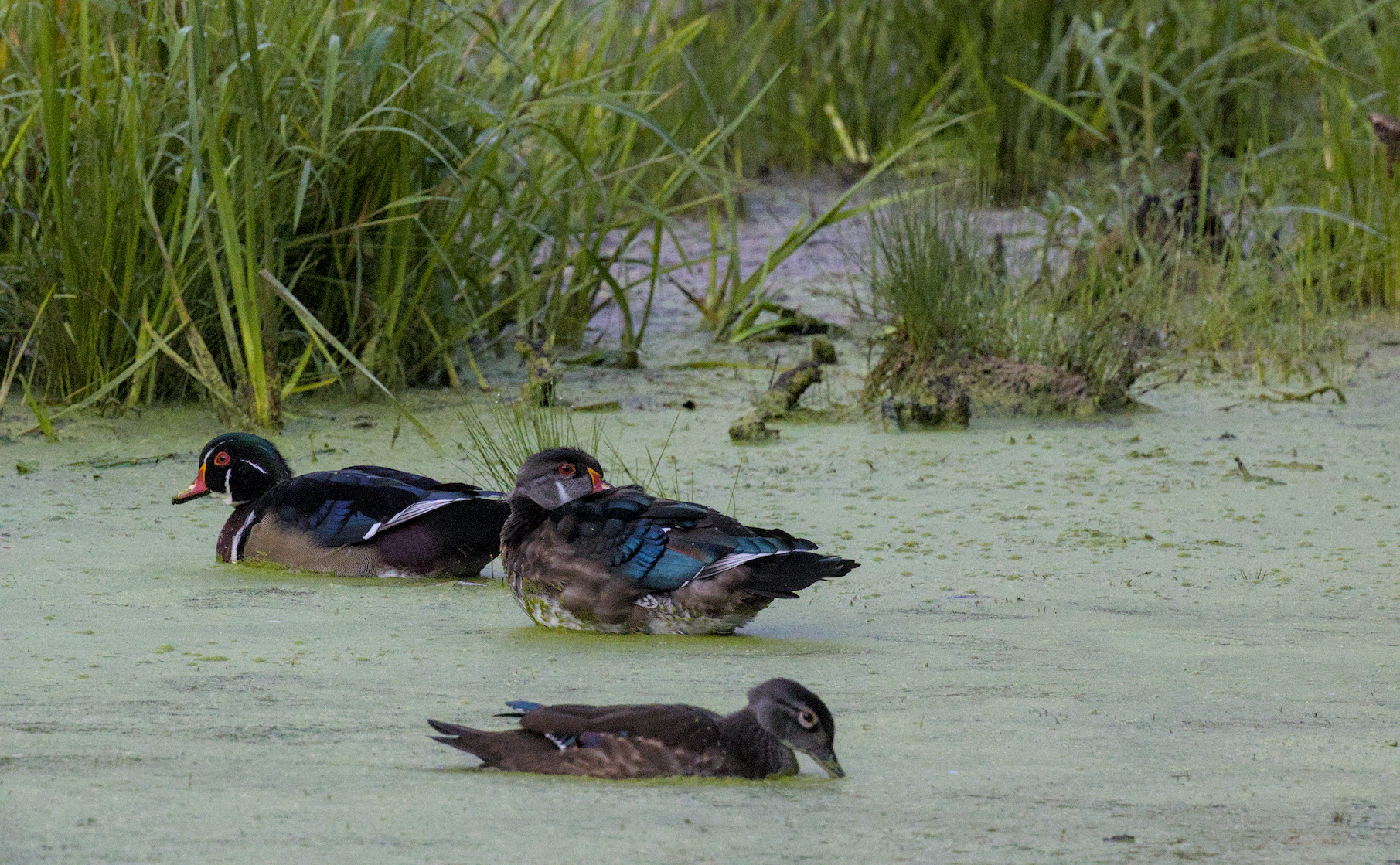 wood ducks