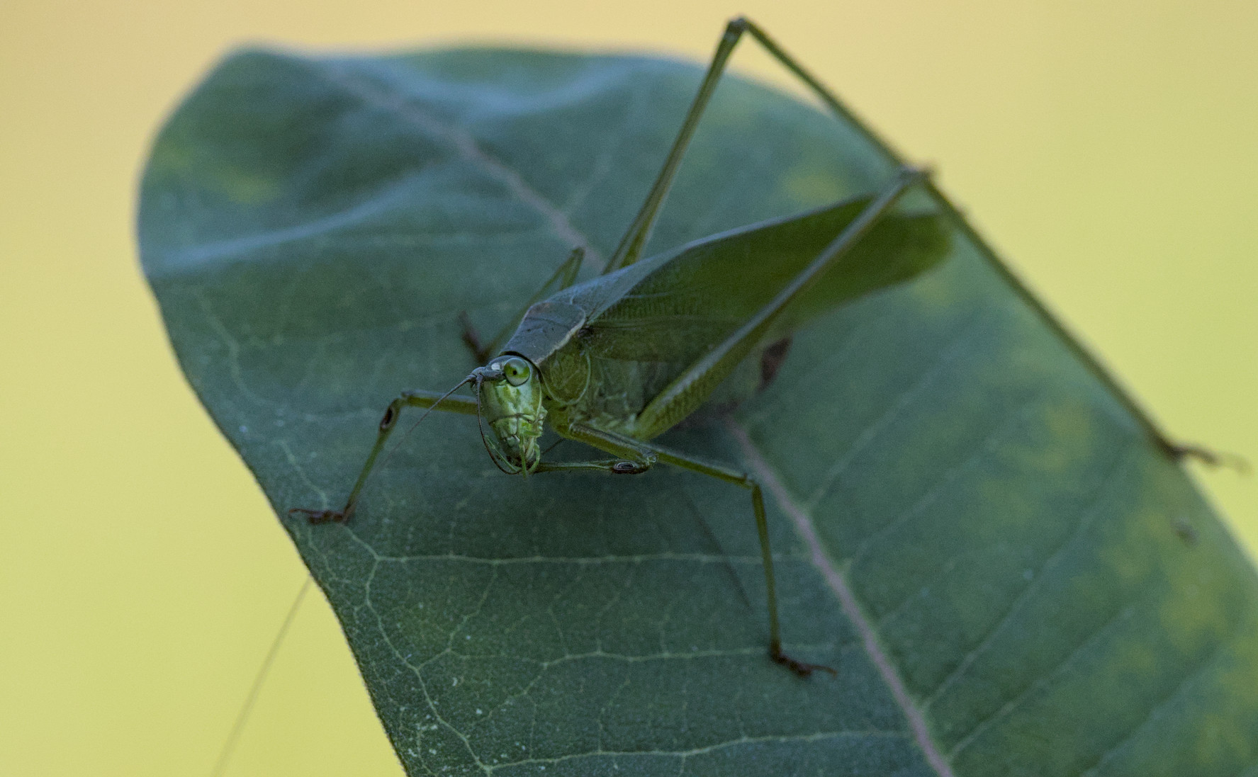 a katydid