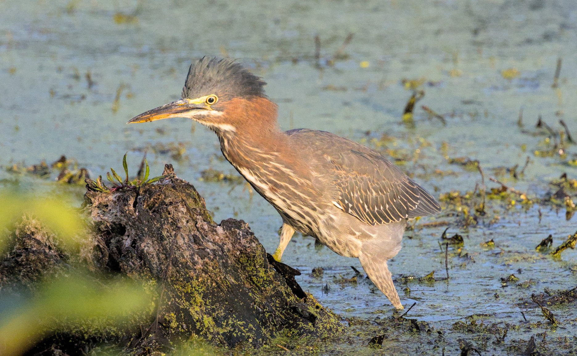 green heron