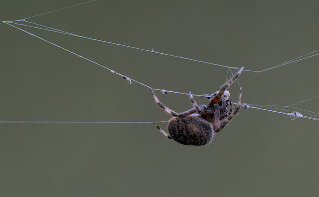 i think an orb weaver spider