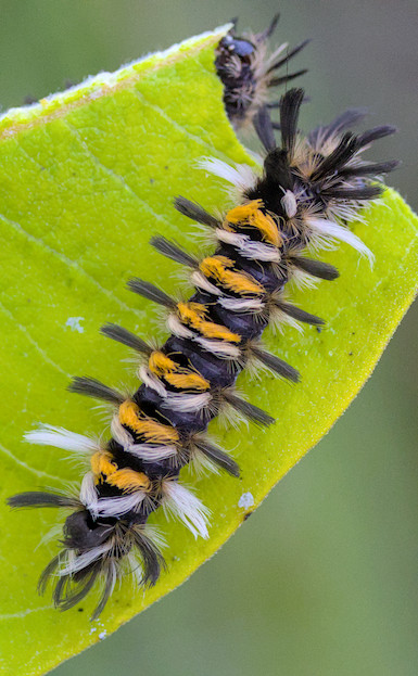 a milkweed tussock moth caterpillar