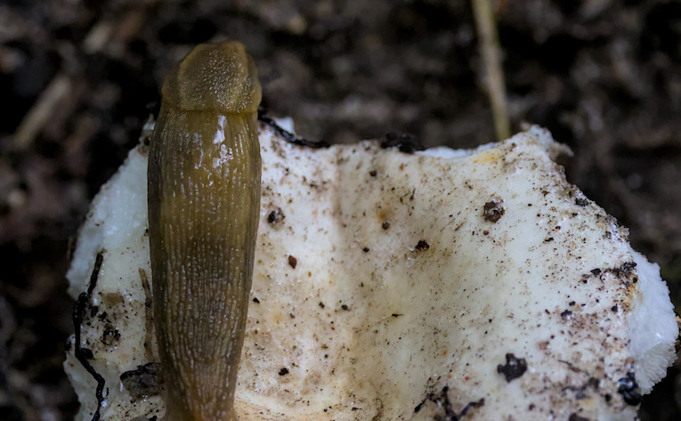 slug