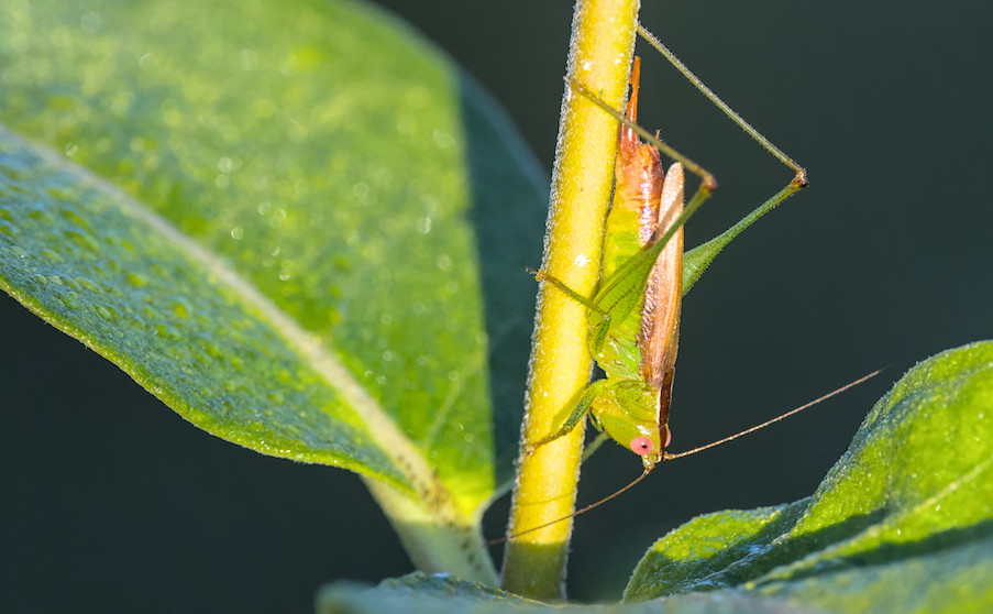 Common meadow katydid