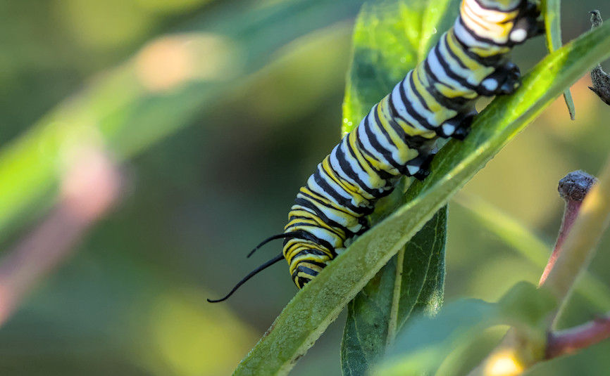 monarch caterpillar