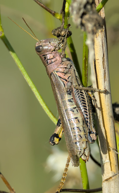 spur throated grasshopper