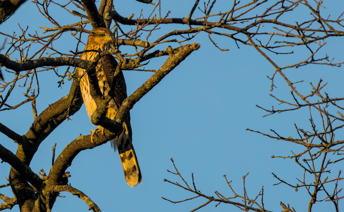 coopers hawk