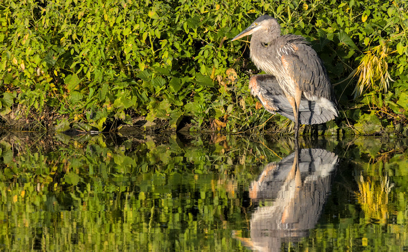 great blue heron