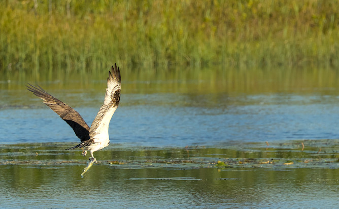 osprey with a fish it caught
