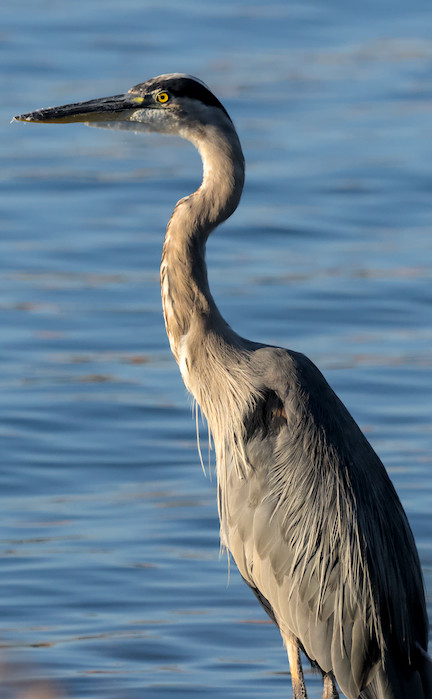 great blue heron