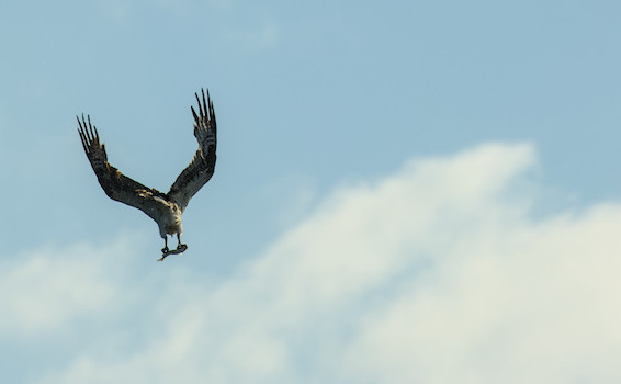 osprey