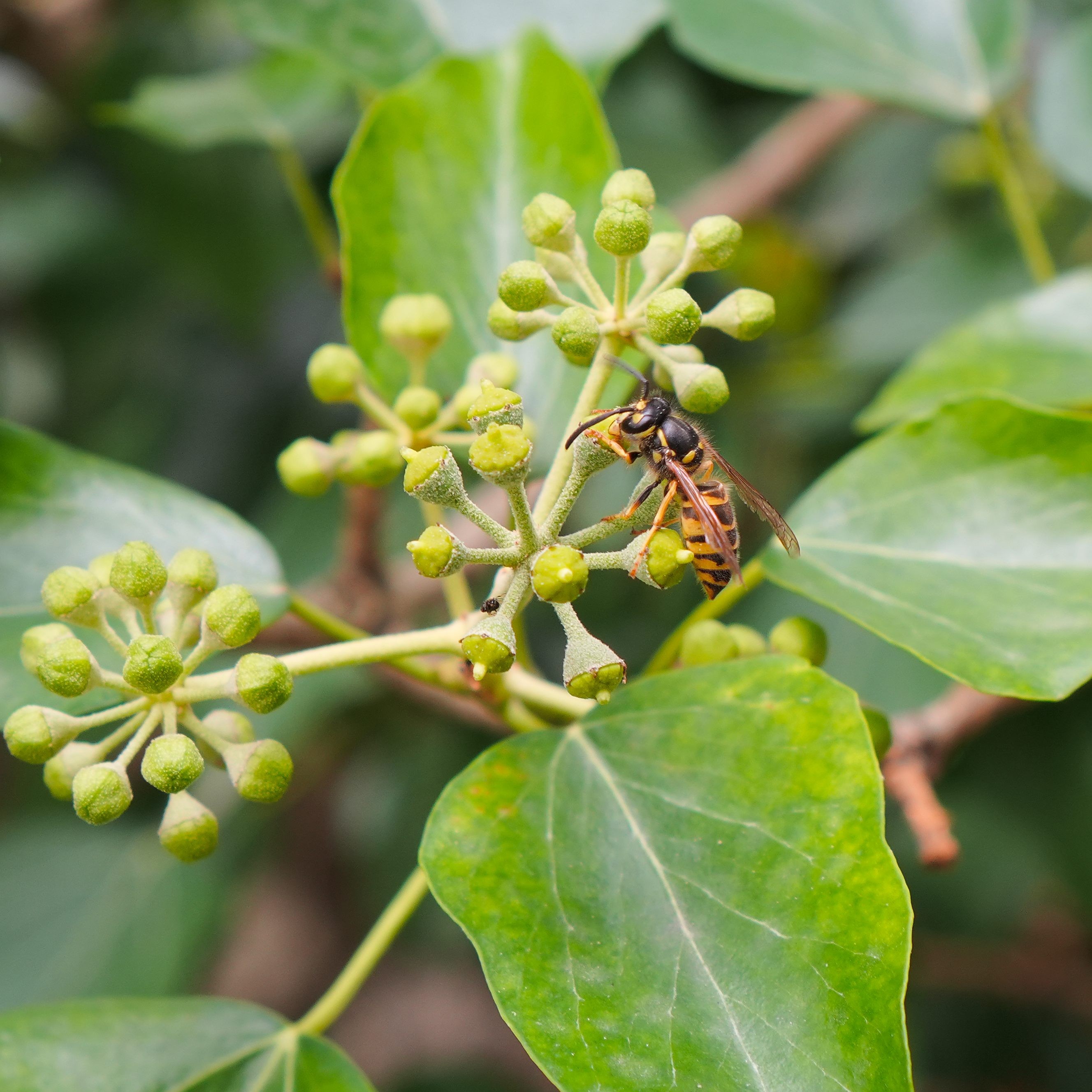 A close-up photo of a wasp gathering pollen from what seems to be ivy. The details of the wasp's anatomy can easily be made out, such as the multicelled wings and the color markings.