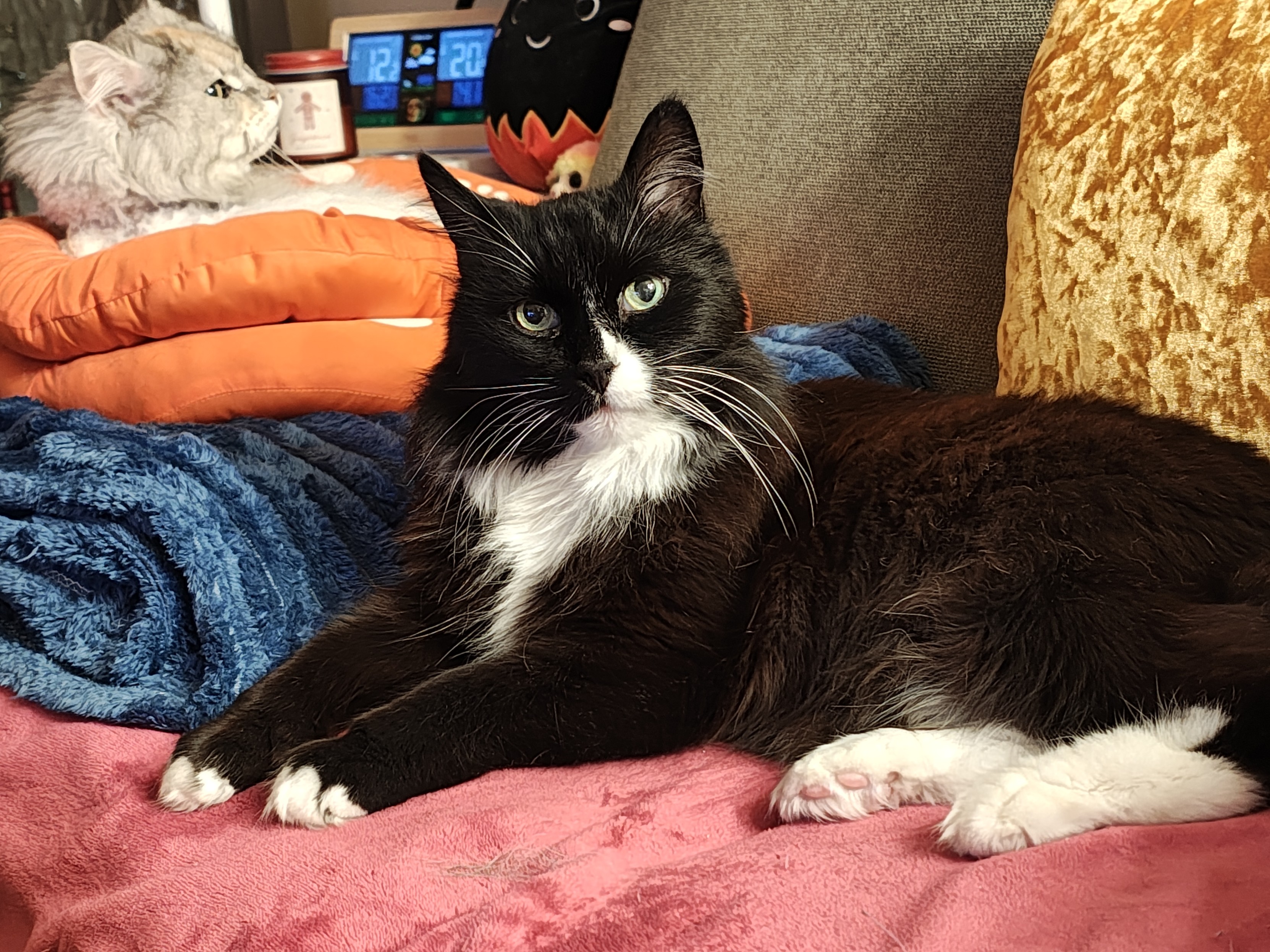 Ein 17 Jahre alter, aber unglaublich fitter Kater mit schwarz weißem Fell und weißen Tupfern an den Spitzen der Vorderläufe und  ganz weißen Hingerläufen.