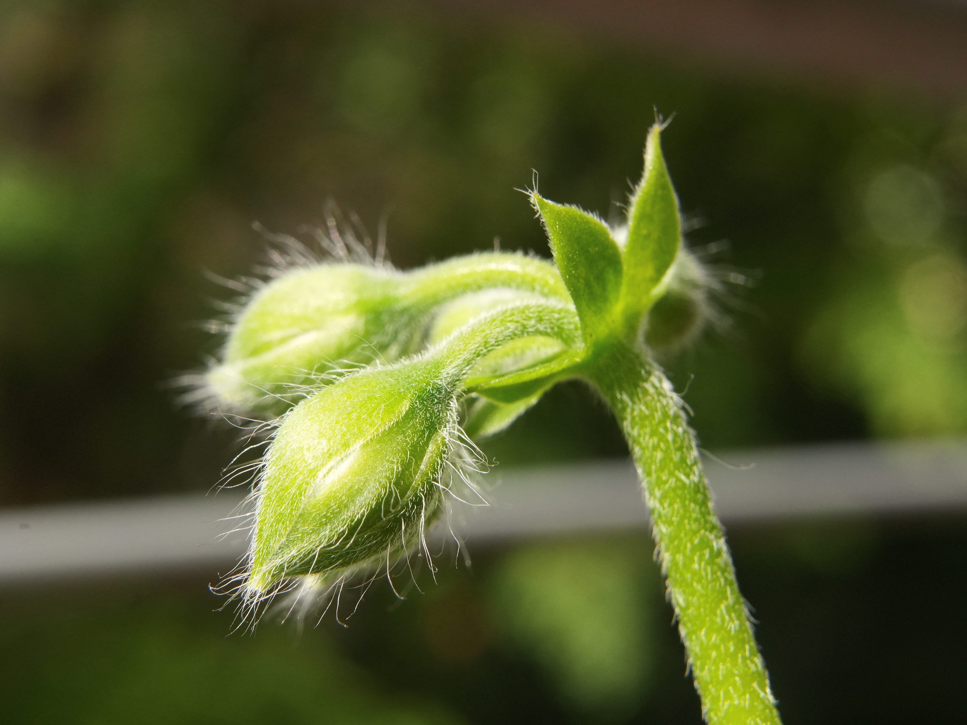 A close up photo of three still closed buds of a geranium plant. The buds have long, fine white hair sticking out in all directions, glistening in the sunlight.