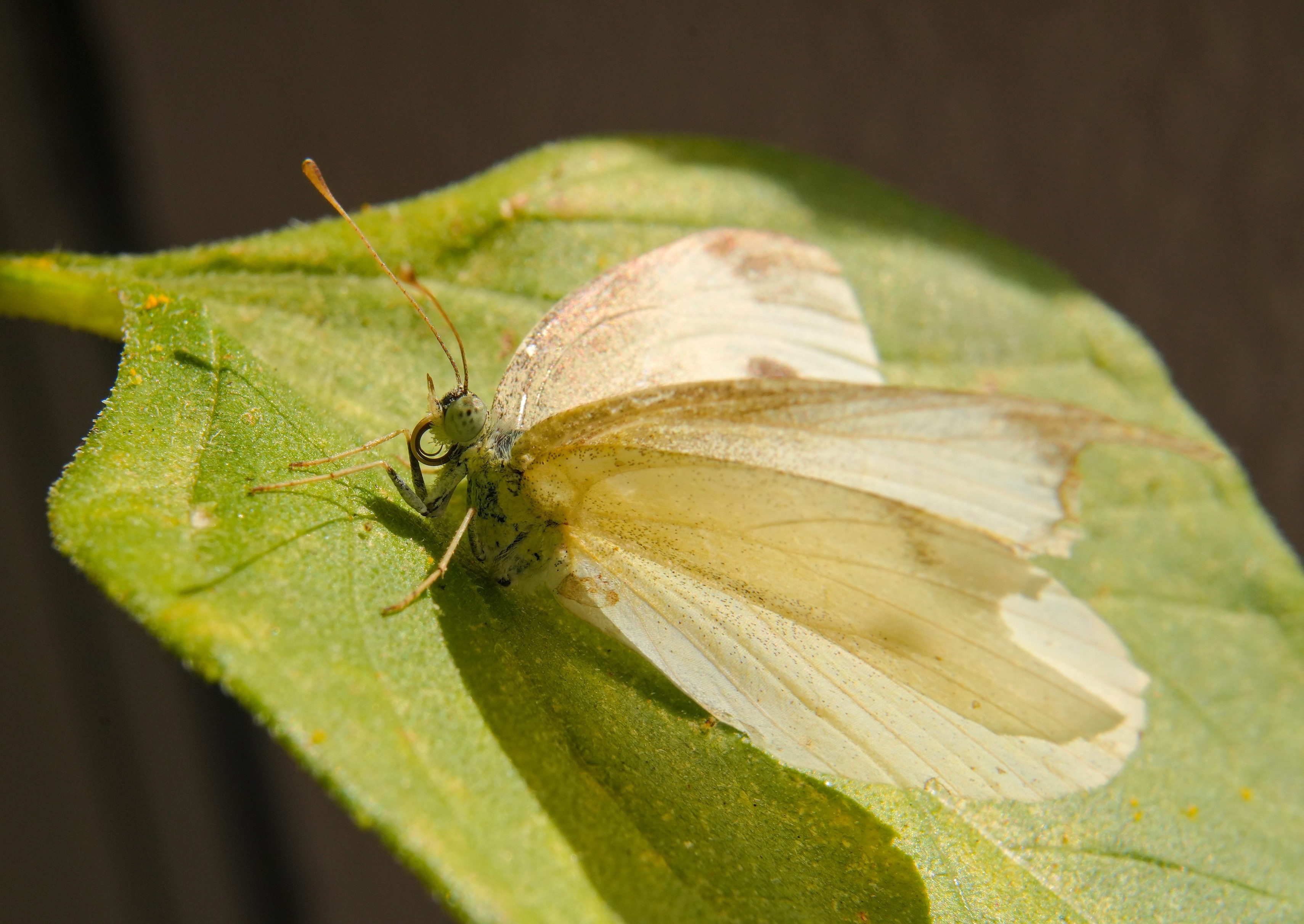 A macro photo of a Small (Cabbage) White butterfly sitting on a large leaf, wings folded up. Its rolled up proboscis, or "trunk", is clearly visible, as well as its huge compound eyes and some spiky hair around its head.