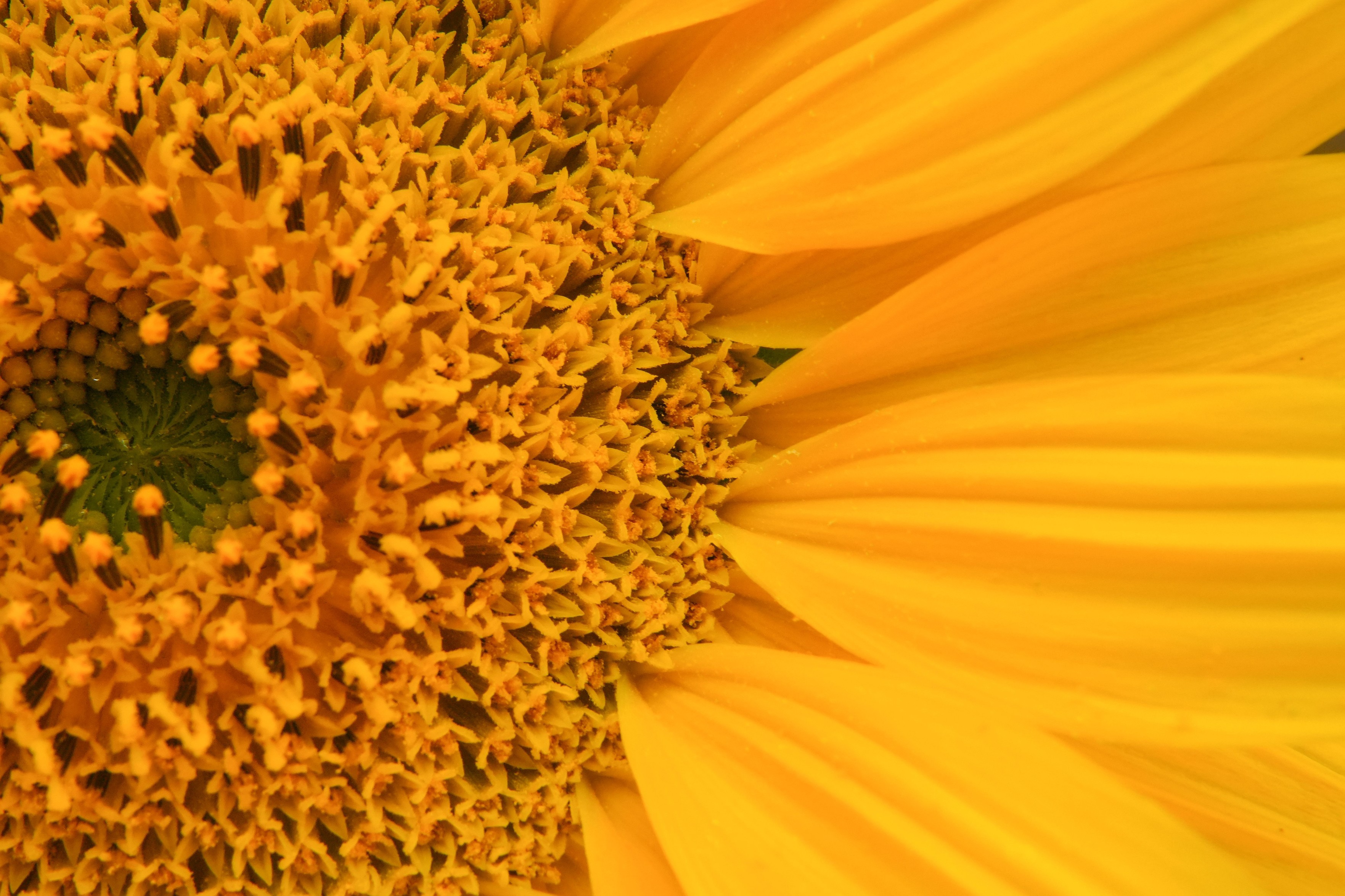 A macro photo of a sunflower. The left half shows the center with a small section that looks similar to seeds but hasn't opened up yet, and lots of pollen around it. To the right, a few of the petals are visible. The whole photo is mostly yellow, of course.